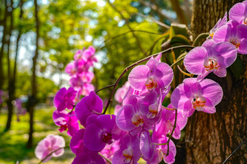 Phalaenopsis Orchid flower in garden at spring day for postcard beauty and agriculture idea concept design.