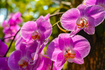 Phalaenopsis Orchid flower in garden at spring day for postcard beauty and agriculture idea concept...