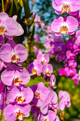 Fototapeta na wymiar Phalaenopsis Orchid flower in garden at spring day for postcard beauty and agriculture idea concept design.