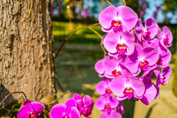 Phalaenopsis Orchid flower in garden at spring day for postcard beauty and agriculture idea concept...