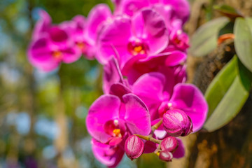 Phalaenopsis Orchid flower in garden at spring day for postcard beauty and agriculture idea concept...