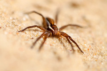 Macro huge spider on the white sand of the beach