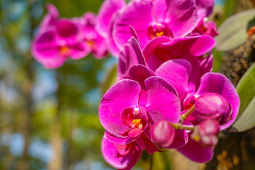 Phalaenopsis Orchid flower in garden at spring day for postcard beauty and agriculture idea concept design.
