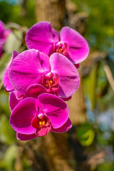 Phalaenopsis Orchid flower in garden at spring day for postcard beauty and agriculture idea concept design.