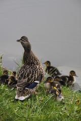 Mother duck and her ducklings