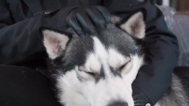 Human hugging his Husky dog. Friendship pet and man.
