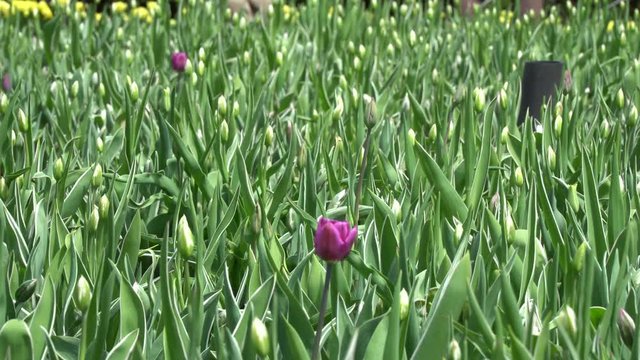 A single purple tulip in a blooming tulip bed at the 209 Ottawa Tulip Festival.