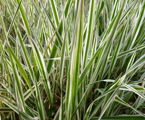 Striped green grass Variegated Sedge 'Ice Dance' (Carex morrowii, foliosissima) with dew drops. Decorative long grass, evergreen sedge with white and green striped foliage.