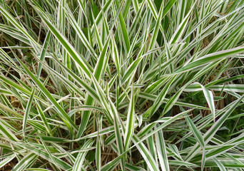 Striped green grass Variegated Sedge 'Ice Dance' (Carex morrowii, foliosissima) with dew drops. Decorative long grass, evergreen sedge with white and green striped foliage.