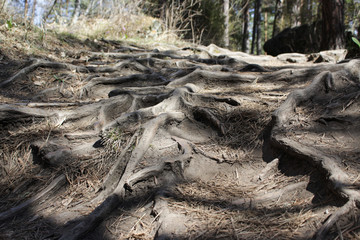 bare tree roots on a forest path