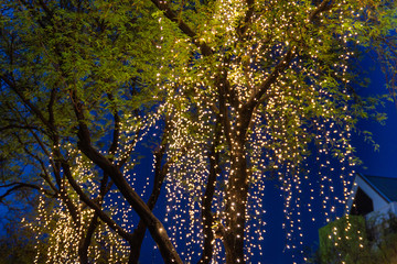 Decorative outdoor string lights hanging on tree in the garden