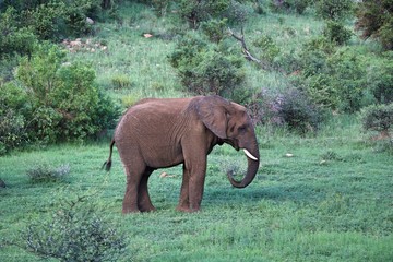 Fototapeta na wymiar Elephant in wild park in Johannesburg South Africa