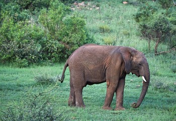 Naklejka na ściany i meble Elephant in wild park in Johannesburg South Africa