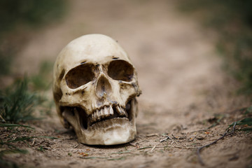 Human skull on a dirt road. A copy of a human skull on earth close-up for Halloween.