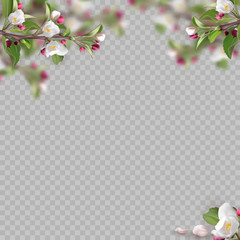 Set of realistic flowering branches, apple tree