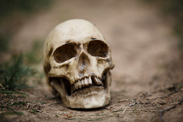 Human skull on a dirt road. A copy of a human skull on earth close-up for Halloween.