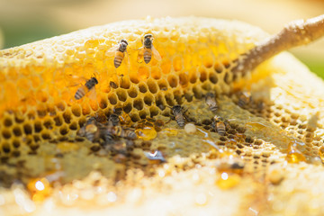 Fresh honey in comb. Honeycomb with honey and young bee nature background.