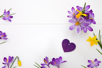 Purple crocuses and love heart on white background.