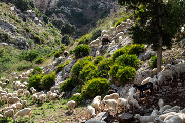 Huge sheep and goat herd.