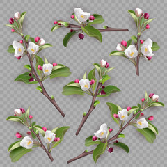Set of realistic flowering branches, apple tree