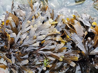 seaweed 2