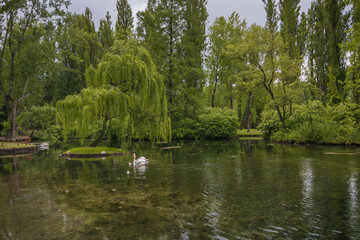 Cigni nel laghetto in primavera in Umbria
