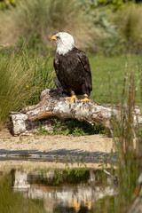 North American bald eagle.  Perched on a log at waterside.