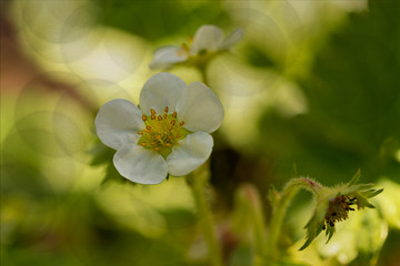 Erdbeerblüte