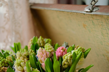 hyacinth flowers in vintage suitcase