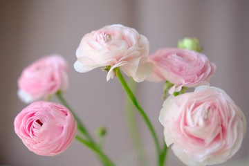 delicate pink flowers Ranunculus