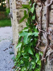 ivy on wall 2