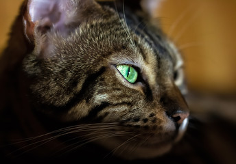 Beautiful Bengal cat with green eyes. Like a tiger.