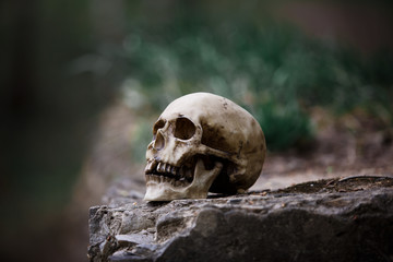 The skull of a man on a large gray stone slab. A copy of a human skull on a rock close-up for Halloween.