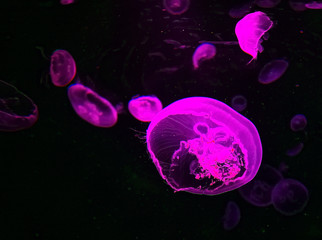 Moon jellyfish translucent colordark background