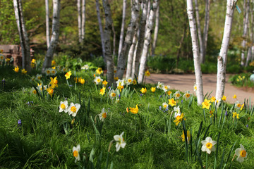 Beautiful screen time background with flowers in a shallow depth of field. Assorted daffodils and tulips between birches trees in sunlight. Wisconsin nature background, Midwest USA.
