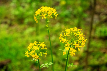 Yellow Flower with Green Background