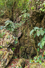 Rainforest landscape, tropical forest