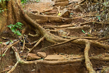 tree roots green forest stairway limestone stairs