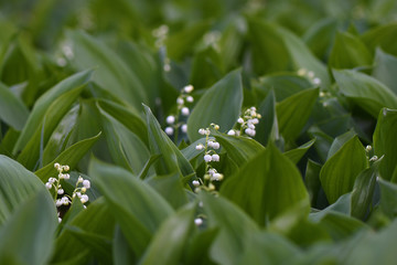 Forest lilies of the valley bloom in the spring forest