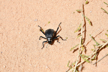 Jordan, Wadi Rum, Zoology