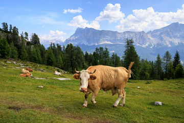 Fototapeta na wymiar mucche al pascolo in val Badia