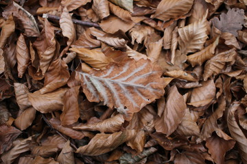 autumn leaves background