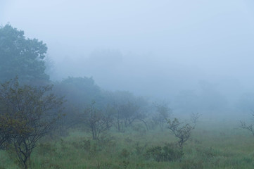 Obraz na płótnie Canvas 霧の湿原
