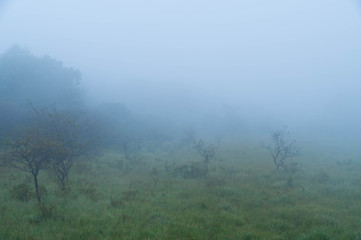 Obraz na płótnie Canvas 霧の湿原