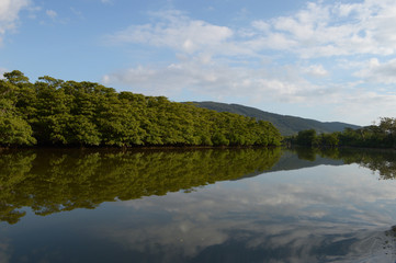 Obraz na płótnie Canvas よく晴れた日にジャングルのマングローブが川に反射している
