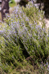Obraz premium Rosemary bush (Rosmarinus officinalis) close-up
