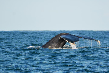 Obraz premium Whale Tail