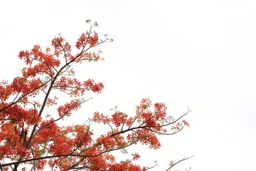red Royal Poinciana (Delonix regia) flower on branch on white background