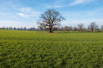 Fototapeta na wymiar Einsamer knorriger Baum Eiche auf grüner Wiese vor blauem Himmel, Sierhagen, Schleswig-Holstein