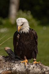 North American bald eagle.